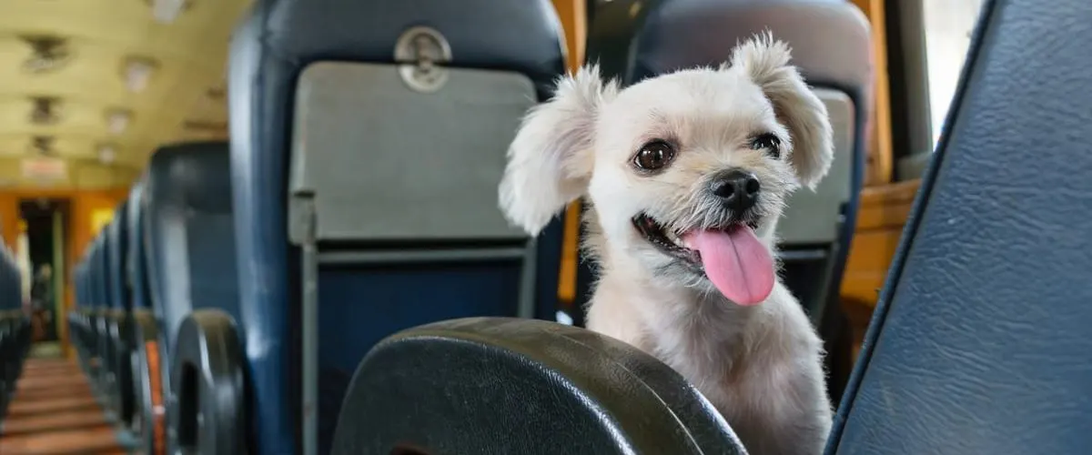 Can you take a Dog on an Amtrak train? Pet Policy Explained